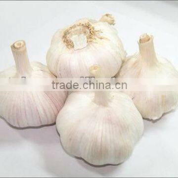 Chinese Garlic