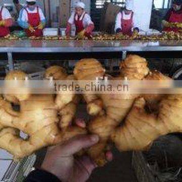 Wholesale Fresh Ginger Price Ginger Exporter