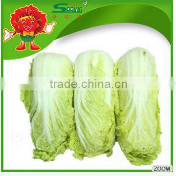 cheap cabbage