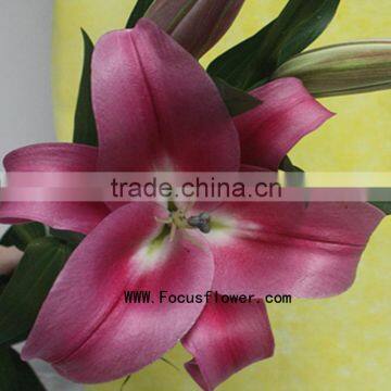 Wedding Decorations Wholesale China Fresh Cut Flowers With 10 Stems/Bundle Natural Lily Flowers Named As Fresh Cut Lily Robina F