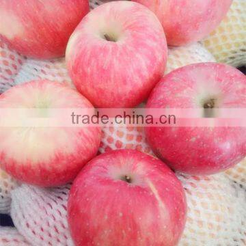FRESH CHINA FUJI APPLE FOR THAIAND