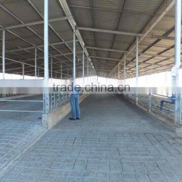 Light Steel Structure Building Dairy Cow