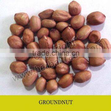 GROUNDNUT