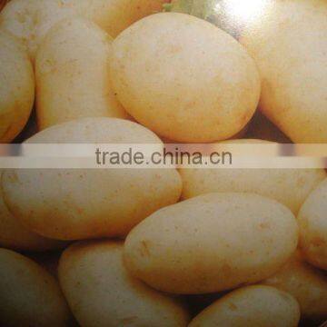 FRESH POTATO