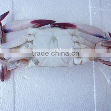 Wholesale High Quality Frozen Three Spotted Crab photo-2