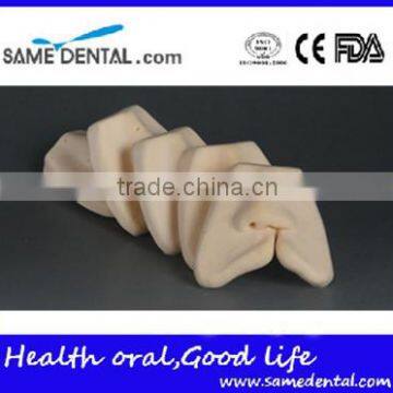 Dental cleft lip suture models DEA-33