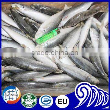 High Quality Round Scad Fish for Buyer photo-4