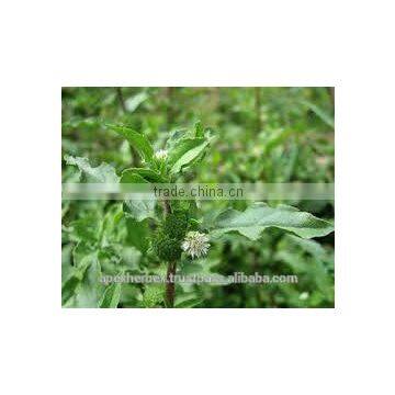 Eclipta Alba photo-2