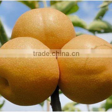 FENGSHUI PEAR