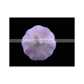 Chinese Garlic