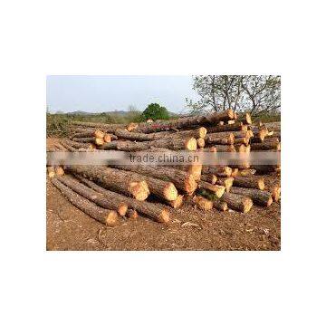 Pinus Carribaea photo-3