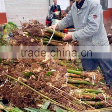 Perennial Plants Bamboo Seedling
