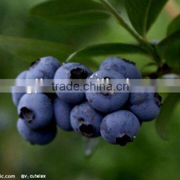 Acai Berry Extract Powder