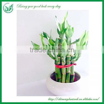 Small 2 Layers Tower Shaped Lucky Bamboo Wholesale