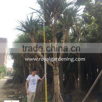 Pandanus Utilis High 4-5m photo-4