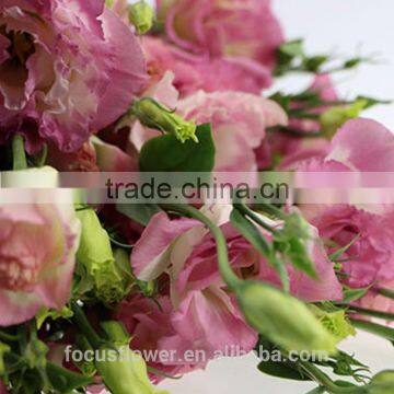 2017 Best Price Fresh Flower Eustoma Cut Fresh Flowers Wholesale