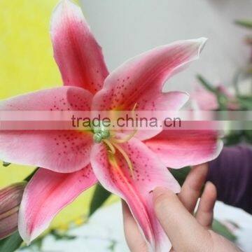 Wholesale Wedding Decoration Fresh Cut Lilium Flower Sweet Pink 2KG/Bundle From Yunnan photo-6