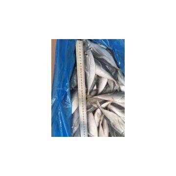 Supply Frozen Horse Mackerel photo-2