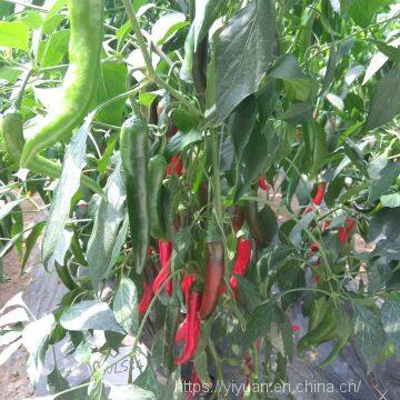 dark green  pepper seeds hot pepper greenhouse plant  pepper seeds no.42