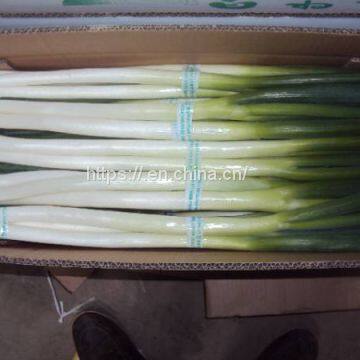 Scallion Seed Yuandi Wholesale photo-2