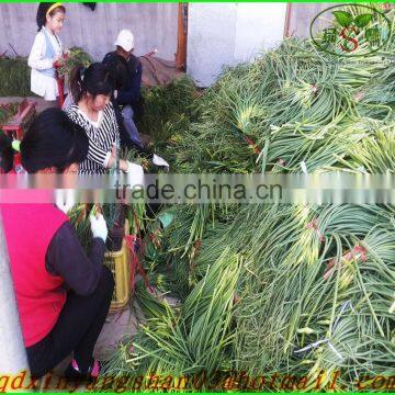 Fresh Garlic Sprouts/Garlic Moss/ Garlic Moss Exports Europe and the United States/southeast Asia/dubai