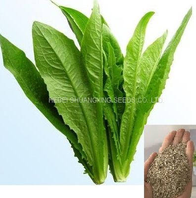 Chinese Leaf Lettuce (Sword Lettuce/Yu Mai Tsai) Seed