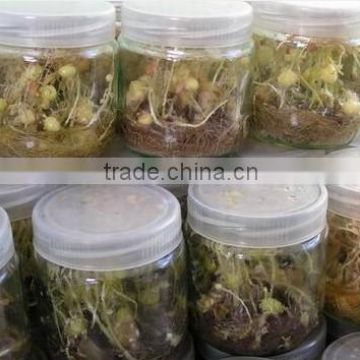 Tissue culture vessels jar & Tissue culture glass jar with plastic cap