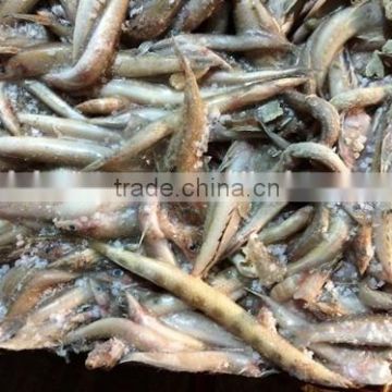 Sand lance with 8.5kg for feeding