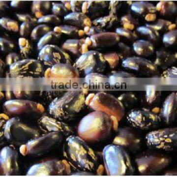 Natural Castor Seeds