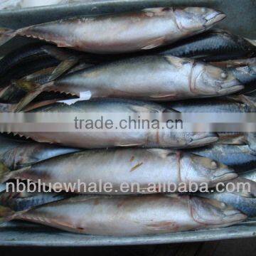 Frozen Seafish Pacific Mackerel/Scomber Japonicus W/R from China