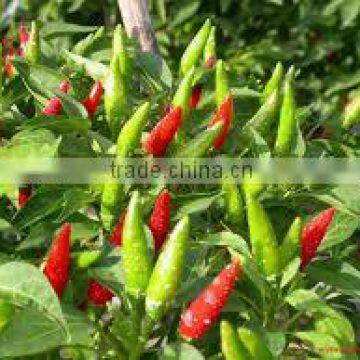 FRESH RED CHILLI WITH BEST PRICE ASND GOOD QUALITY