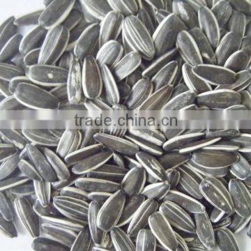 New Crop Chinese Sunflower seed 5009/3638/0409on promotion fro europ