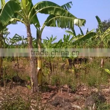 Banana tree barks_QQ : 2598494113