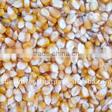 Yellow Corn/ Yellow Maize corn #2 feed Corn