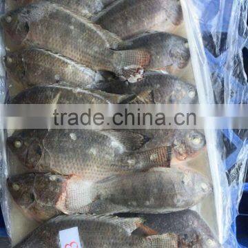 Wholesale Frozen Tilapia Fish W/R 300-500g