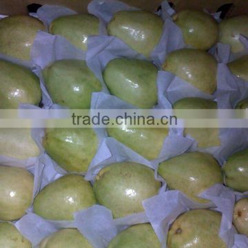 fresh egyptian white guava