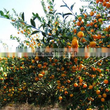 sweet baby mandarin 10kg package