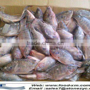 buy live tilapia fish from hhf