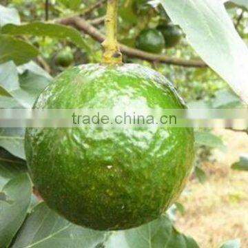 Vietnam Fresh Seedless Lime