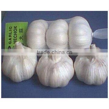 today's purewhite 5.0-6.0cm fresh garlic 2010 Shandong