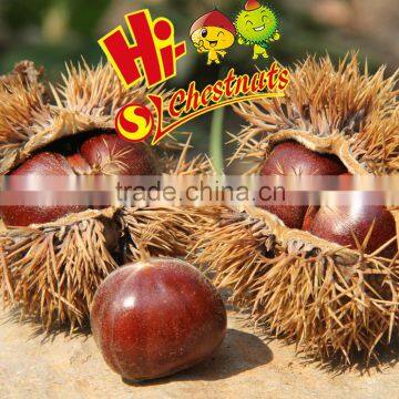 New Crop Fresh Chinese Chestnuts Wholesale Chestnut photo-3