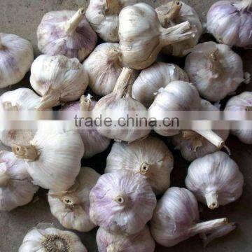 Natural White Fresh Garlic photo-3