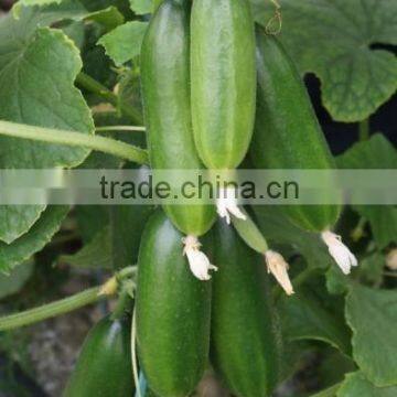 High Density Chinese Mini Cucumber Hybrid Seeds For Cultivation 3-5 Fruits Per Node-Europa No.2 F1