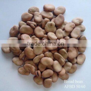 Dry Broad Bean WIth Shell Horse Bean photo-2