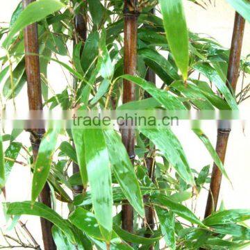 Bamboo Seedling photo-6