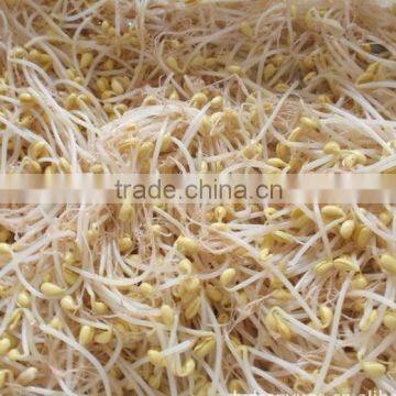 Good Quality Canned Soy Bean Sprouts photo-4