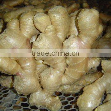 Fresh semi-air dried ginger