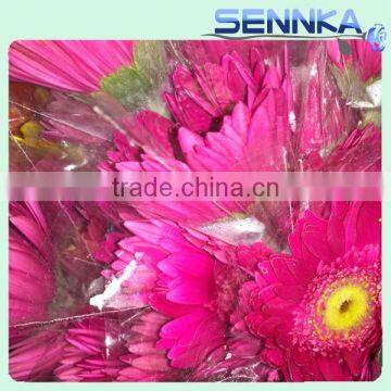 Golden Sun Gerberas Highest Quality Fresh Cut Gerbera Fresh Cut Flower for Sale in Philippines photo-3