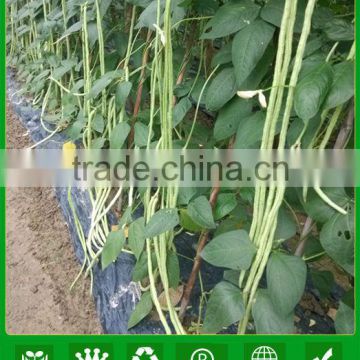 JBE01 Liby high yield light green yard long bean seed, chinese long bean seed