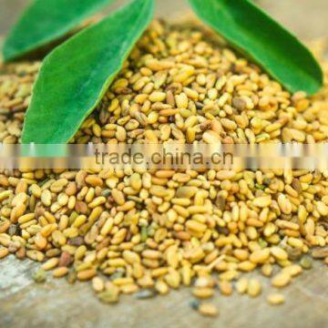 Fenugreek photo-3